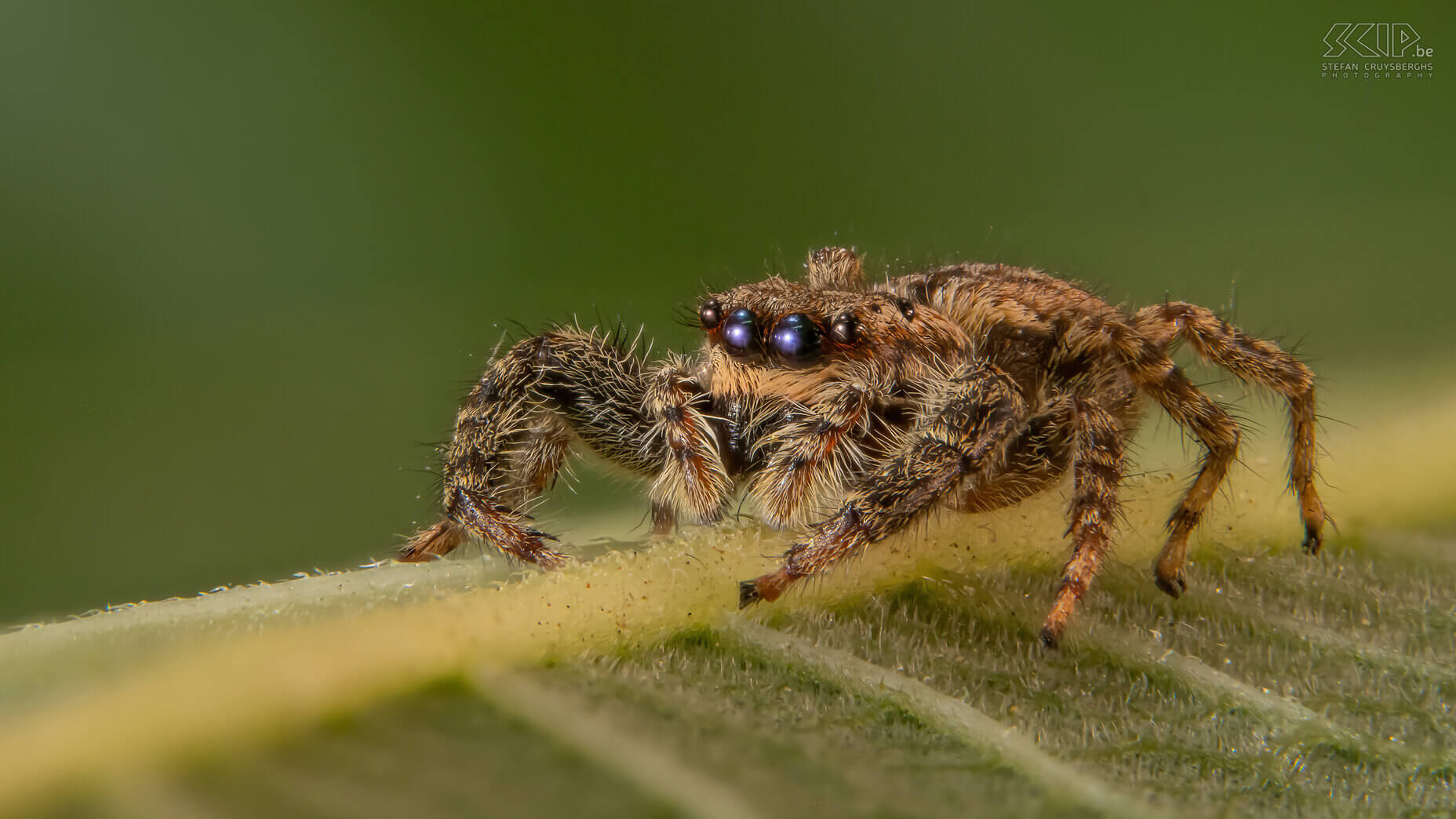 Extreme close-ups of insects - Marpissa muscosa This year I focused on micro photography, the superlative of macro photography. I develop my own automated macro rail with which I can make 30 to 60 images in steps of 100 to 300 microns (thousandth of a millimeter) and then merge them. This way I can make razor-sharp images of insects that want to sit still for a few minutes. Obviously, the latter is not and technically it is always quite a challenge. By using extension rings between your camera and macro lens you can take extreme close-ups. But the big drawback is that the depth of field is less than 1mm. This is almost always insufficient to properly portray an insect. The solution is an automated macro rail that can create a whole series of images that you can then merge with software.<br />
<br />
There are many expensive commercial solutions, but I created automated rail myself. My father-in-law developed the hardware with a rail with a stepping motor and some extra electronics and 3D printed parts. I developed software for my Windows PC that controls my Nikon camera and software for a Raspberry Pi that controls the electronics. The end result works really well and these are my best images of extreme close-ups of insects. Stefan Cruysberghs